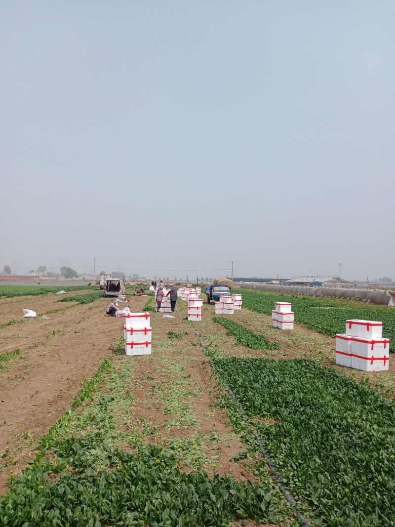 凌海精品菠菜五月初上市有菠菜质量好全国畅销手工干净不超高