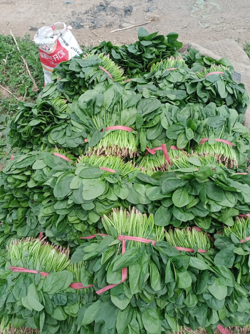 凌海精品菠菜五月初上市有菠菜质量好全国畅销手工干净不超高