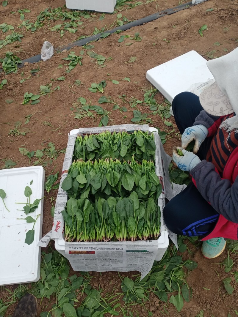 凌海精品菠菜五月初上市有菠菜质量好全国畅销手工干净不超高