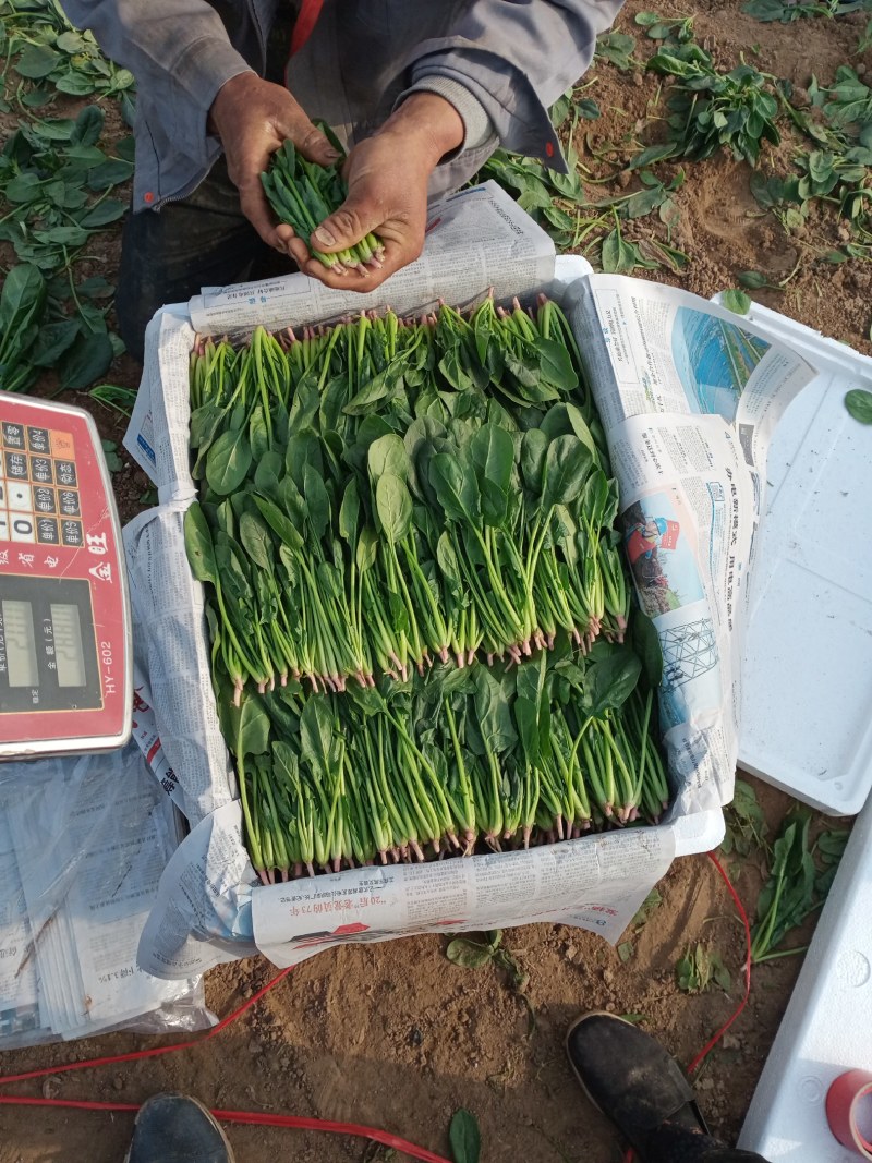 凌海精品菠菜五月初上市有菠菜质量好全国畅销手工干净不超高