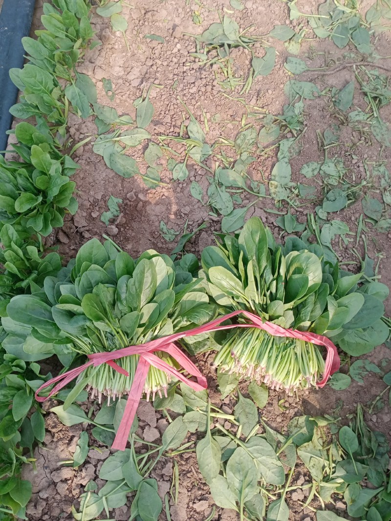 凌海精品菠菜五月初上市有菠菜质量好全国畅销手工干净不超高