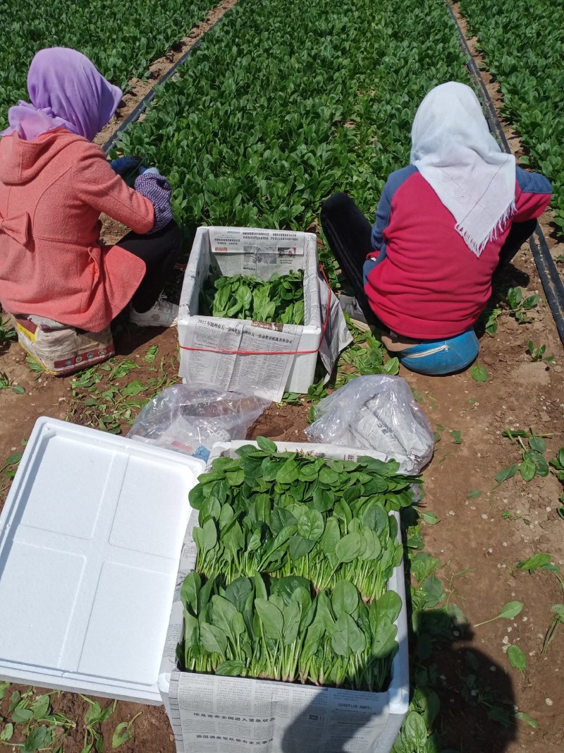 凌海精品菠菜五月初上市有菠菜质量好全国畅销手工干净不超高