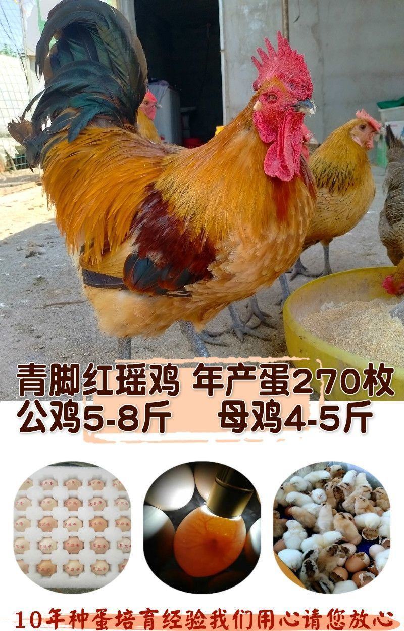 鸡种蛋批发红瑶红玉红毛大公鸡各种鸡种蛋