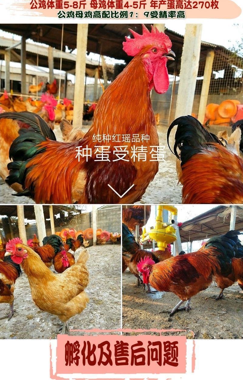 鸡种蛋批发红瑶红玉红毛大公鸡各种鸡种蛋