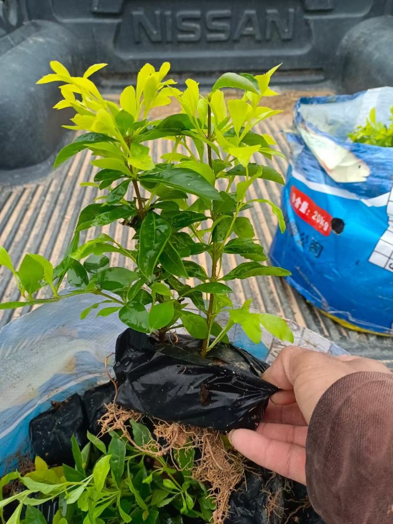黄金叶，各种规格有需要的联系量大优惠，欢迎下单。