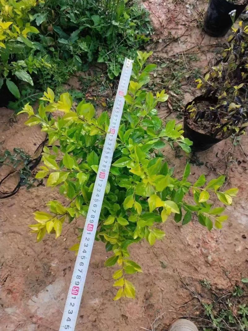 黄金叶，各种规格有需要的联系量大优惠，欢迎下单。