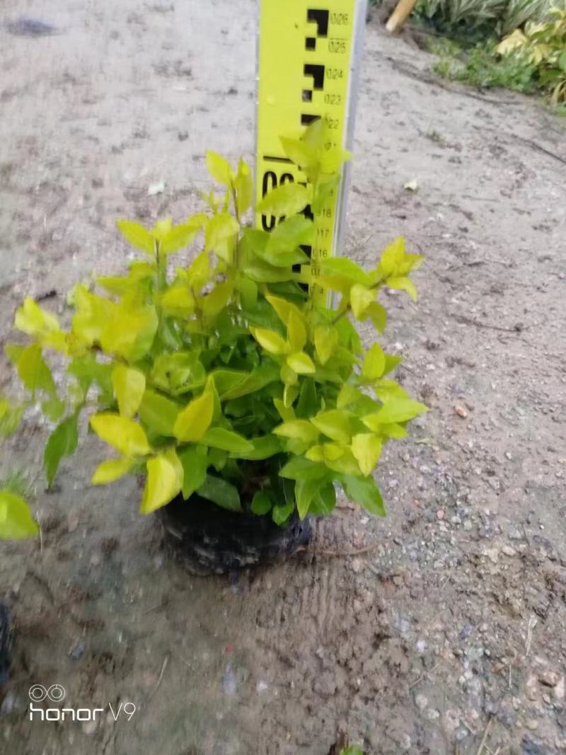黄金叶，各种规格有需要的联系量大优惠，欢迎下单。