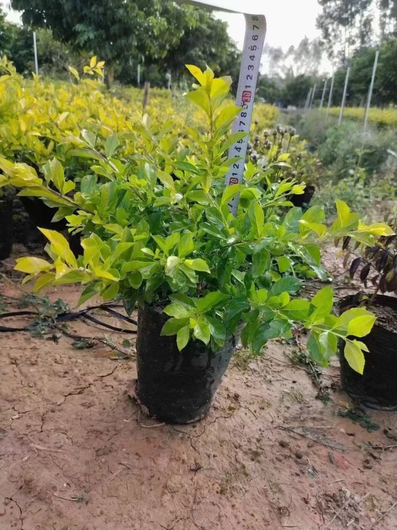 黄金叶，各种规格有需要的联系量大优惠，欢迎下单。