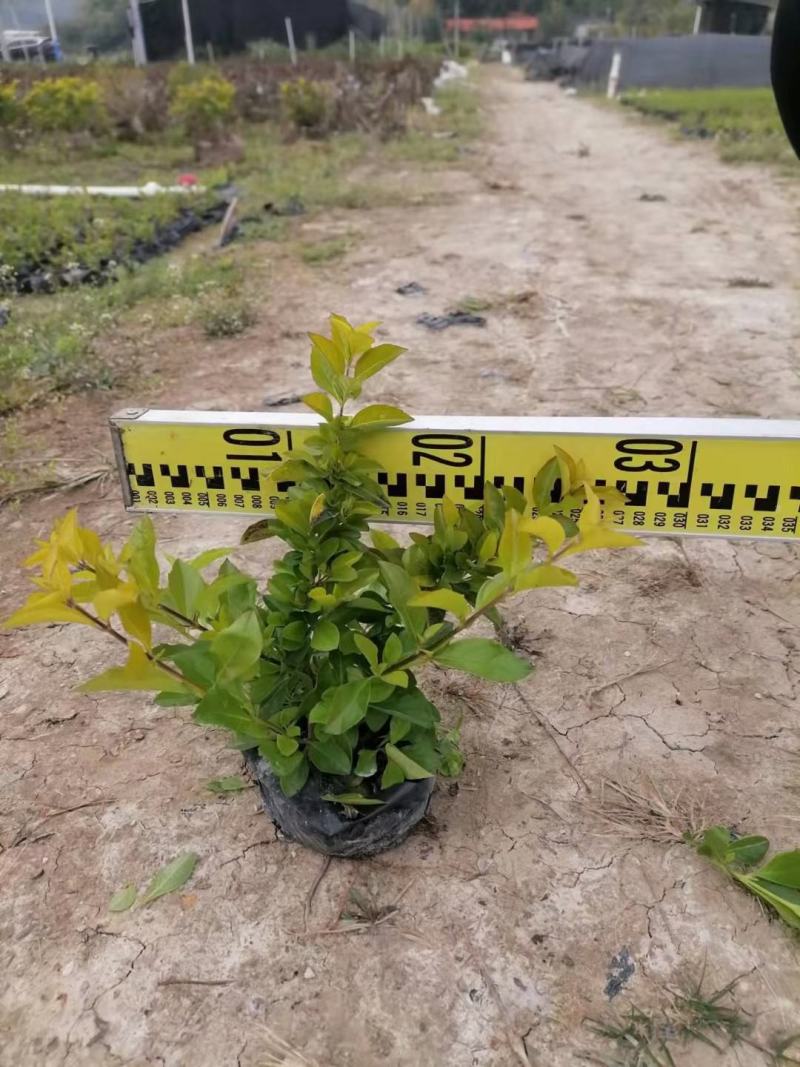 黄金叶，各种规格有需要的联系量大优惠，欢迎下单。