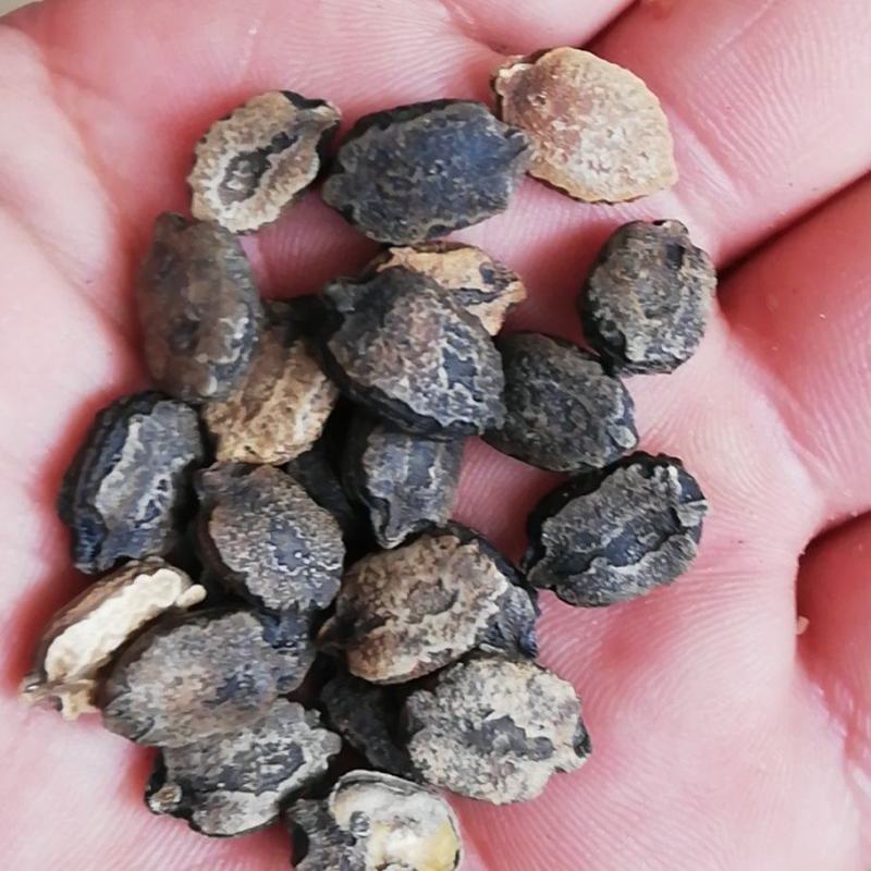 苦瓜籽，药厂用，提取用，榨油用均可
