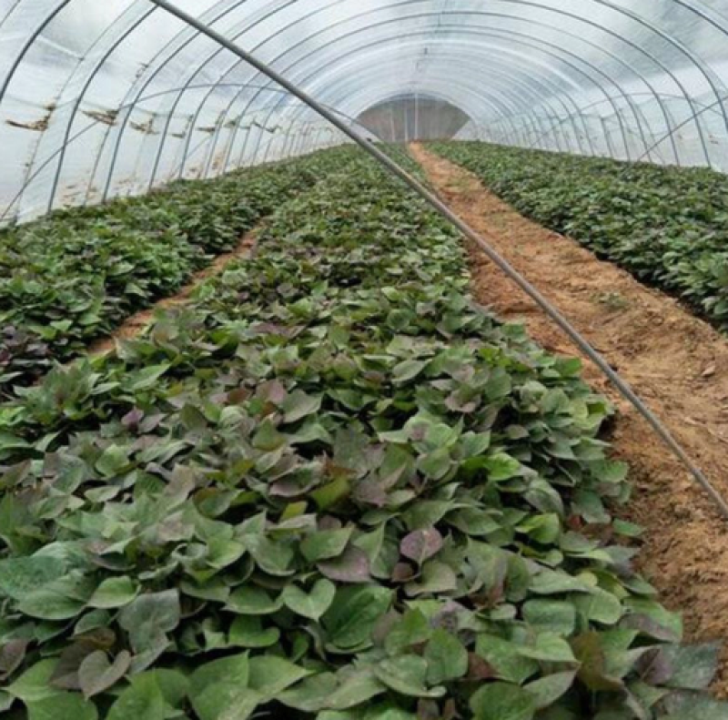 精品山东烟薯25号红薯山东沙地烟蜜薯烤地瓜专用产地一件代