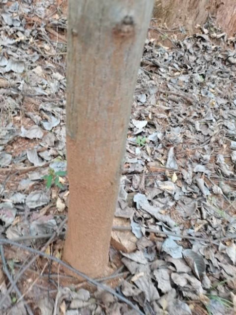 拐枣树，大树小树都有基地直供需要的联系价格给力