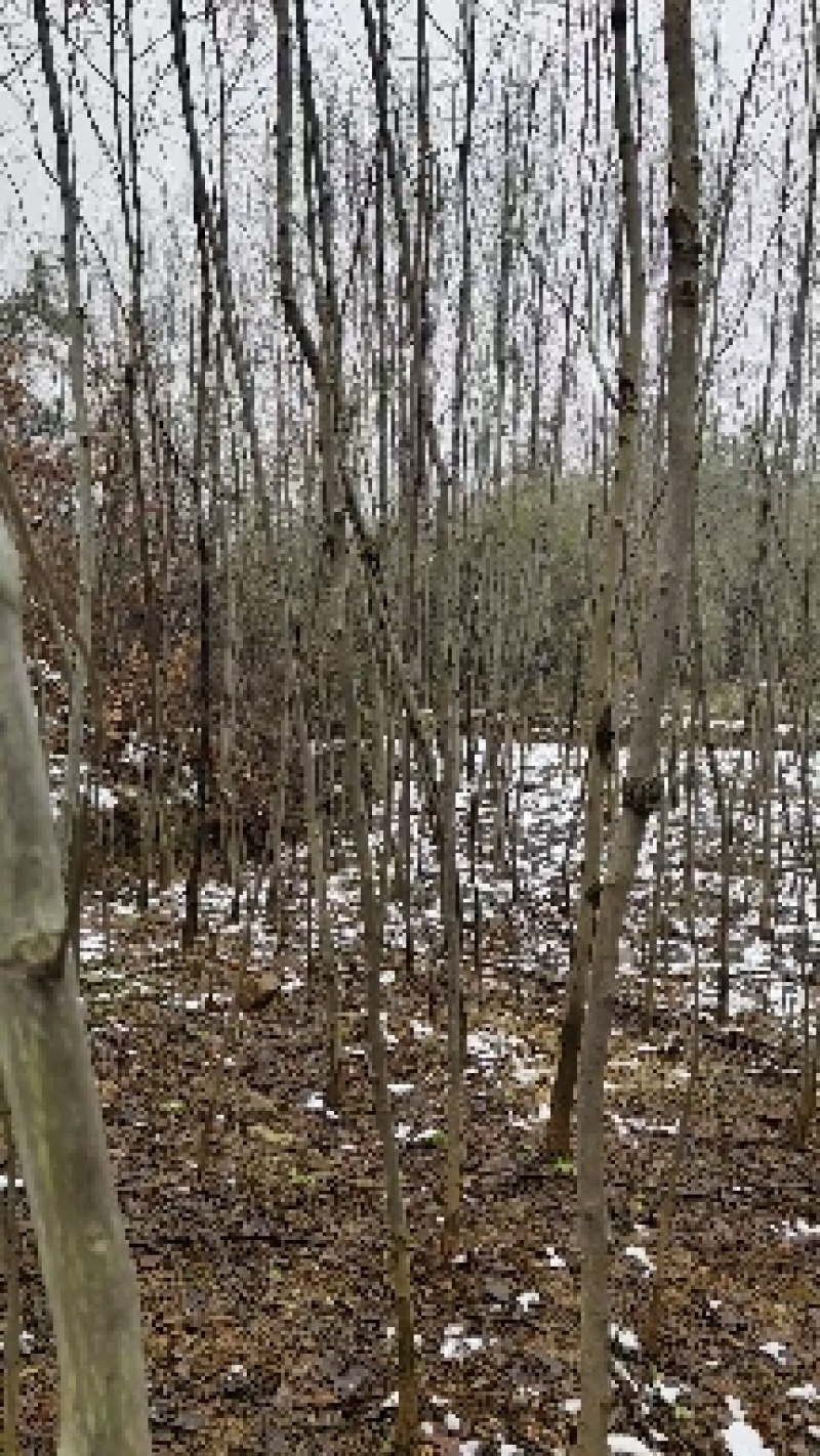 拐枣树，大树小树都有基地直供需要的联系价格给力