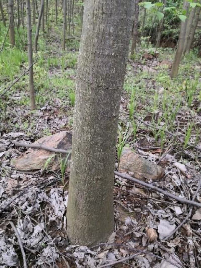 拐枣树，大树小树都有基地直供需要的联系价格给力