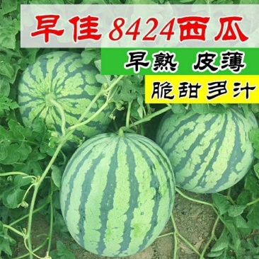 精品8424西瓜产地合作社直销诚信代办一手货源皮薄脆甜