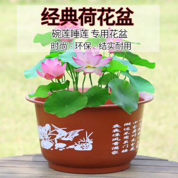 无孔荷花盆加厚加大花盆仿陶瓷碗莲睡莲花盆荷花水培绿植塑料