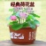 无孔荷花盆加厚加大花盆仿陶瓷碗莲睡莲花盆荷花水培绿植塑料