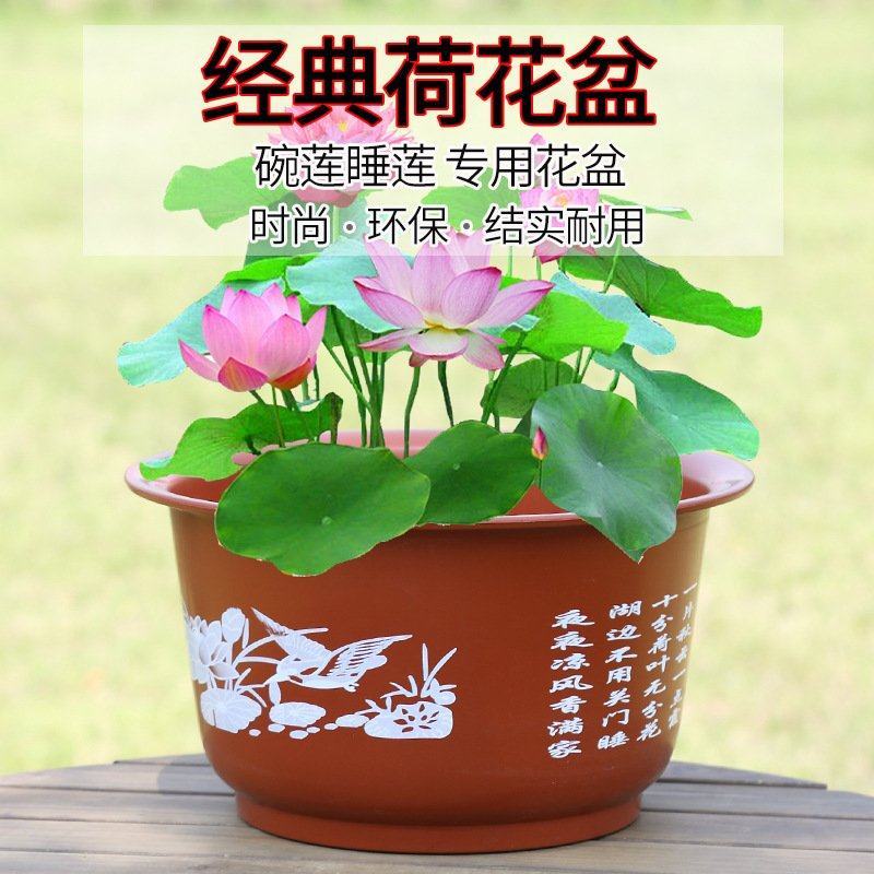 无孔荷花盆加厚加大花盆仿陶瓷碗莲睡莲花盆荷花水培绿植塑料