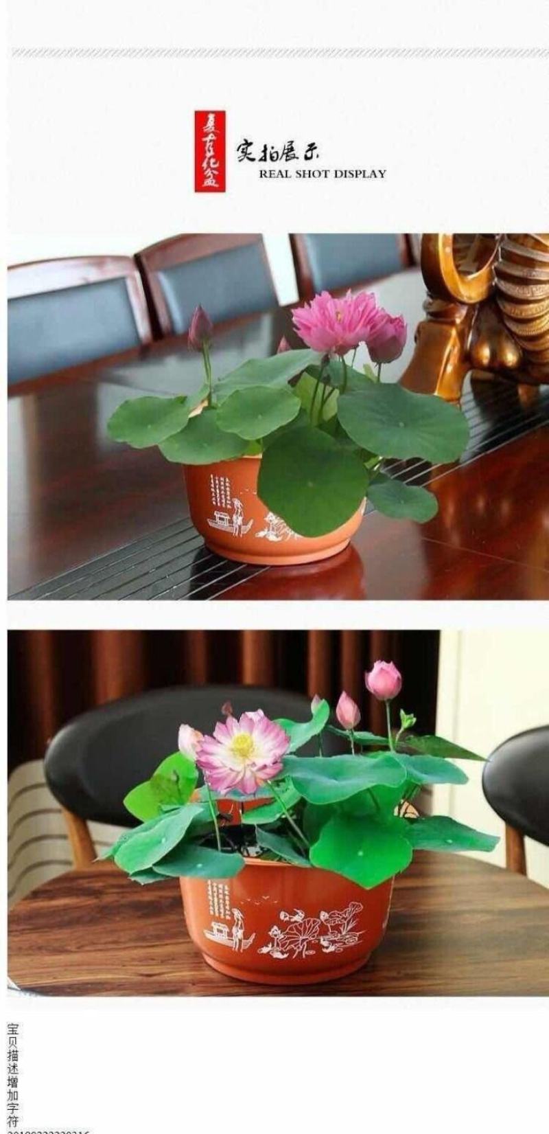 无孔荷花盆加厚加大花盆仿陶瓷碗莲睡莲花盆荷花水培绿植塑料