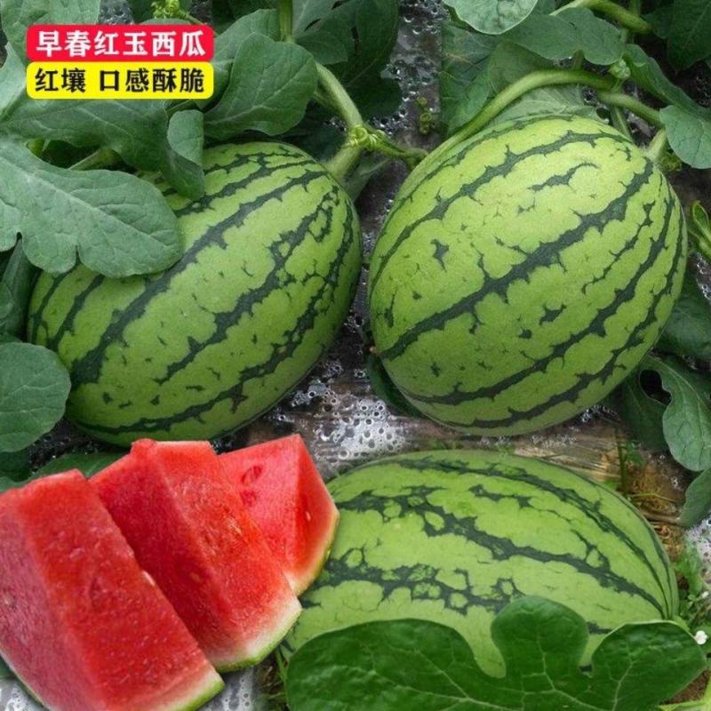 【头茬好货】西瓜，安徽早春红玉西瓜，皮薄瓤甜，全国发货