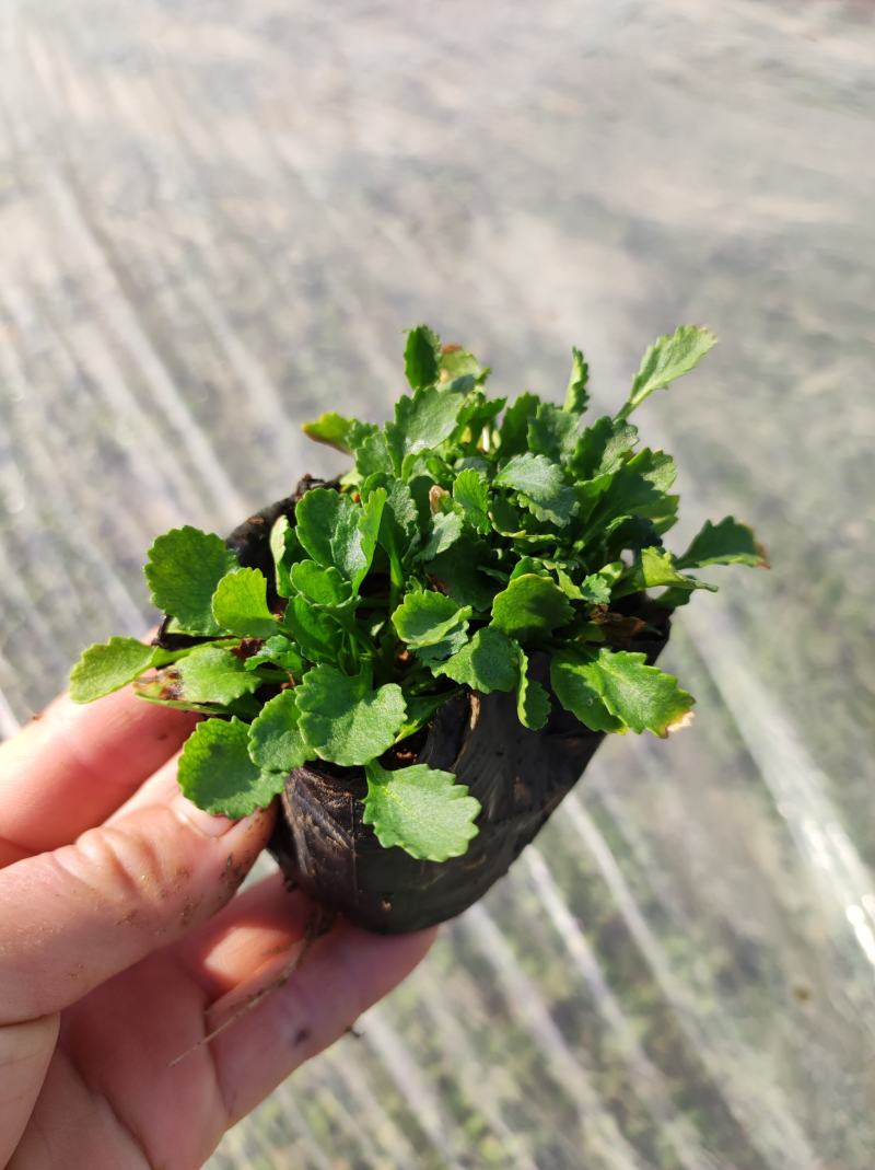 苗圃直销大斌菊大斌菊基地大斌菊花海