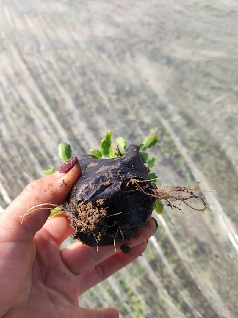 苗圃直销大斌菊大斌菊基地大斌菊花海