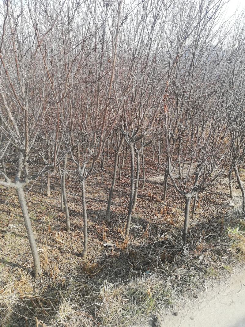 3一5公分太阳李，红叶李