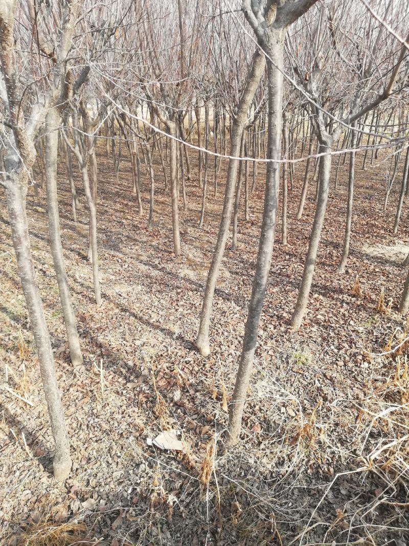 3一5公分太阳李，红叶李