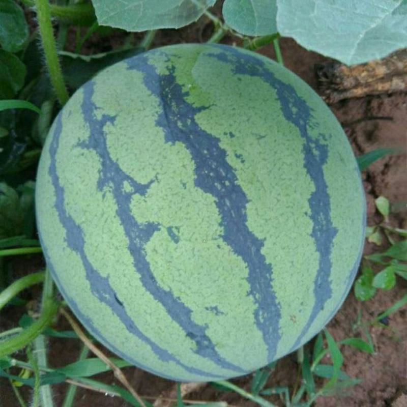 砀山大棚精品甜王西瓜8斤打底一手货源大量长期供货量大从优