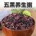 五黑粥五谷杂粮组合八宝粥原料黑米黑豆黑芝麻养生养发粥营养