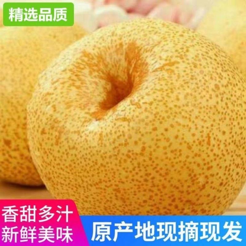 【推荐】砀山酥梨皇冠梨个头大皮薄汁全国发货产地直供