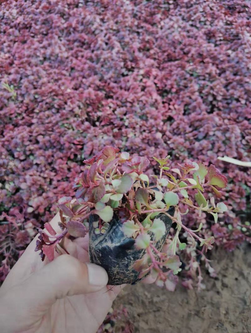 小球玫瑰，红景天，红塔景天，工程绿化，园林绿化，花海景观