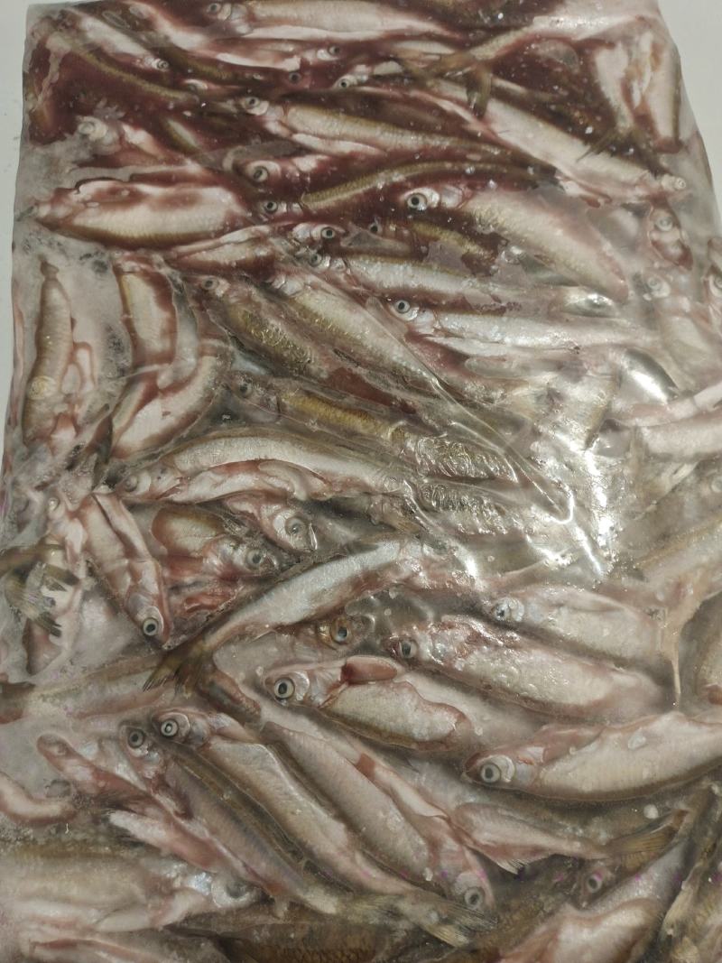 冰冻白条鱼，餐条，蓝刀鱼，银鱼，玻璃鱼，面条鱼，人工宰杀