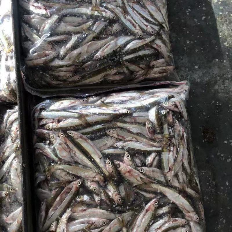 冰冻白条鱼，餐条，蓝刀鱼，银鱼，玻璃鱼，面条鱼，人工宰杀