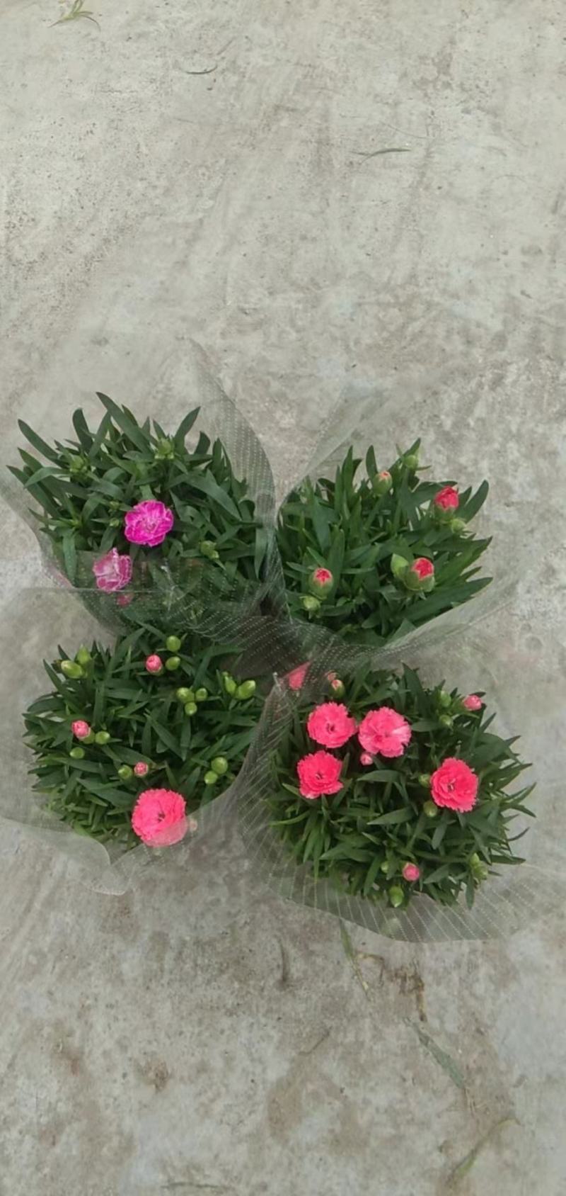 康乃馨电商爆品