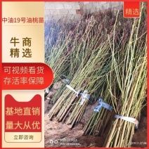 中油19号油桃苗保证苗木品种纯度质量假一赔十。