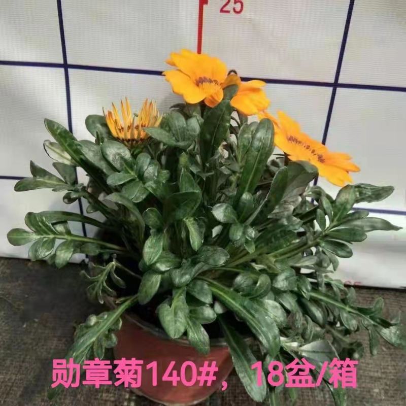 勋章菊