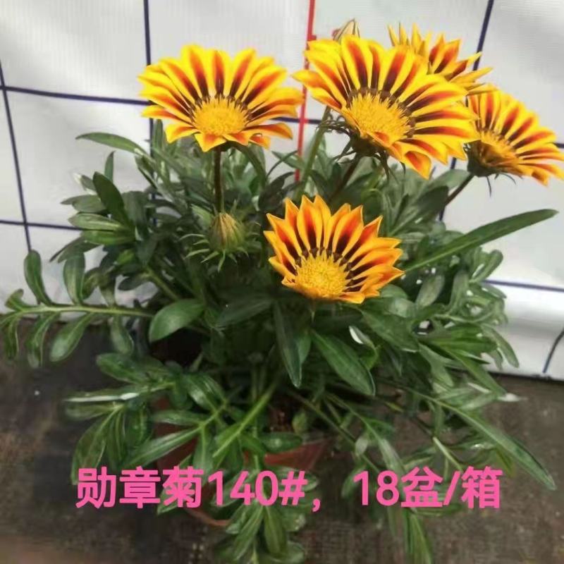 勋章菊
