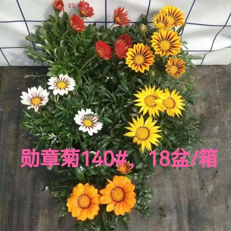 勋章菊