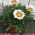 勋章菊