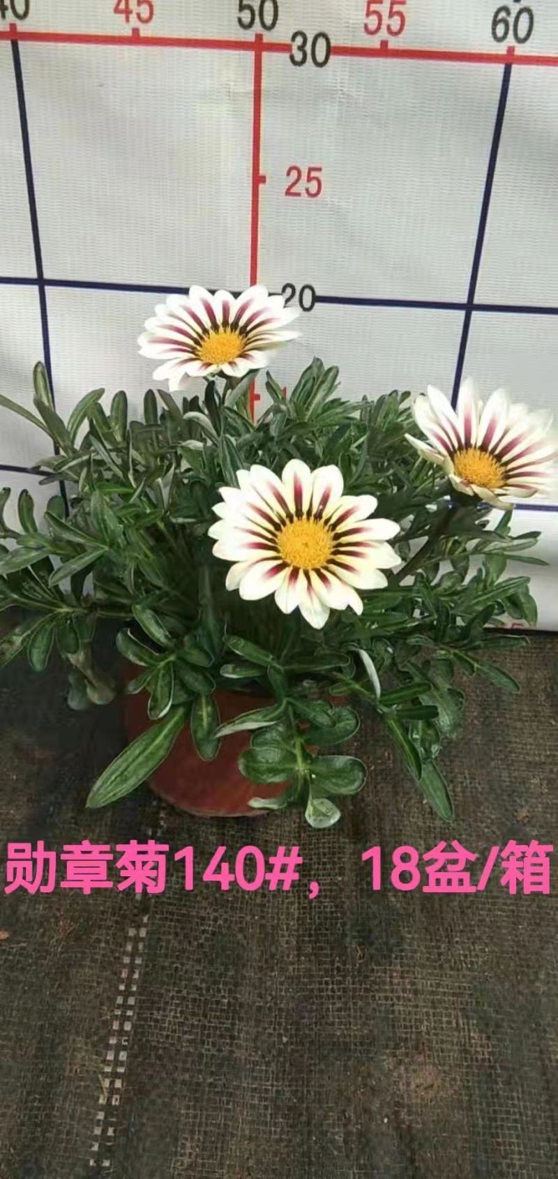 勋章菊