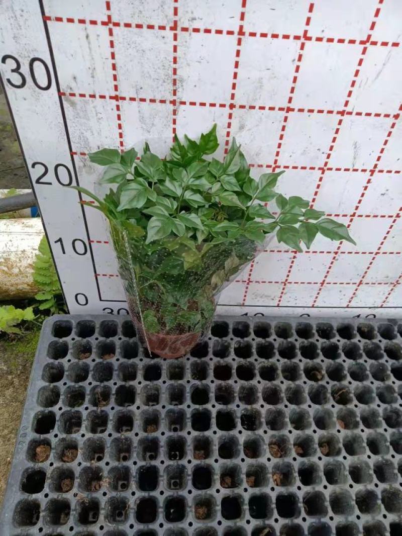 新福树