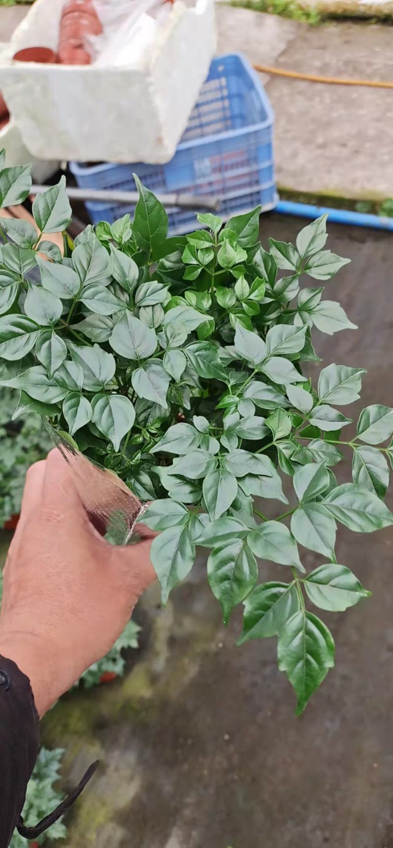 新福树