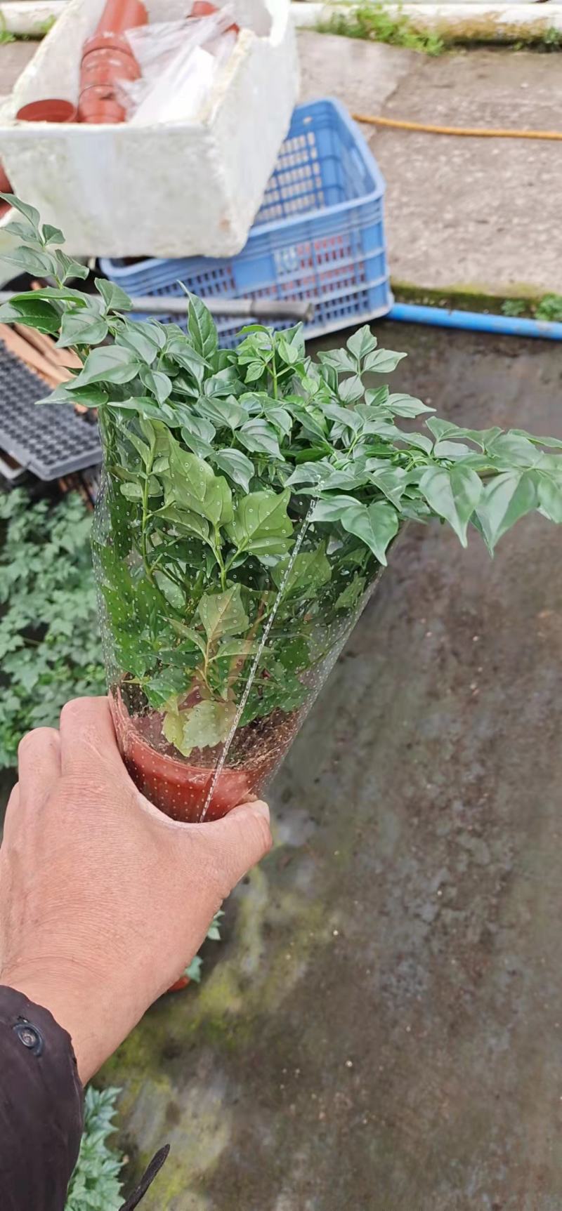新福树