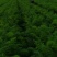 齐齐哈尔精品元葱洋葱产地直发一手货源价格优惠