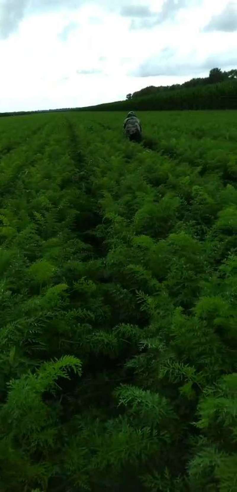 齐齐哈尔精品元葱洋葱产地直发一手货源价格优惠