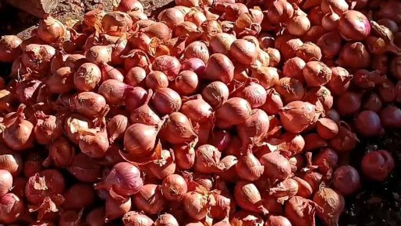 齐齐哈尔精品元葱洋葱产地直发一手货源价格优惠