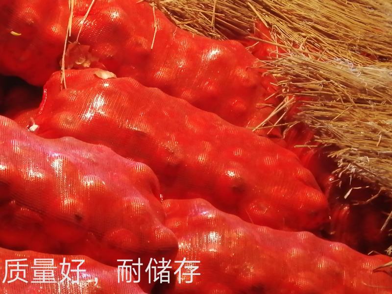 齐齐哈尔精品元葱洋葱产地直发一手货源价格优惠