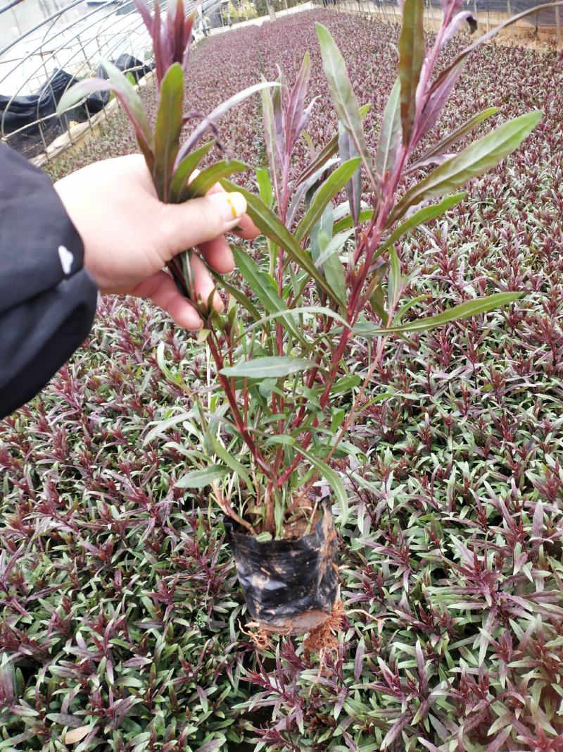 千鸟花杯苗，25公分高宿根花，千岛花云南山桃草