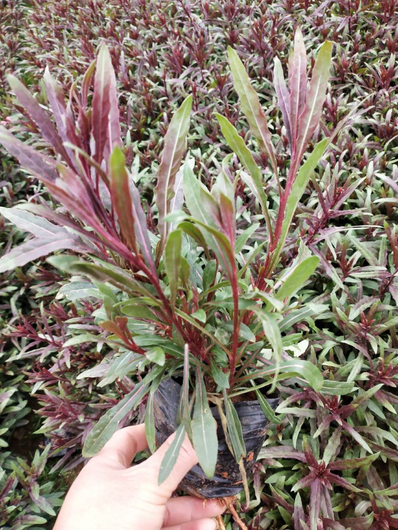 千鸟花杯苗，25公分高宿根花，千岛花云南山桃草